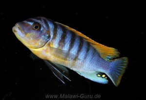 Metriaclima fainzilberi 'Lundo Island'